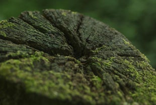 Supporting The National Forest