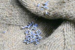 WOOL
