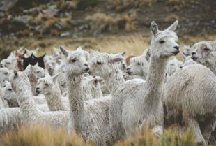 Alpaca